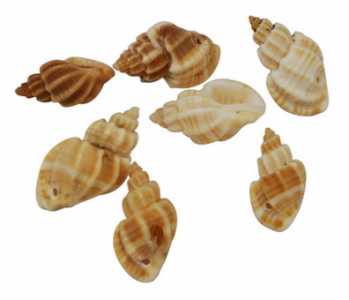 Conchiglia forata