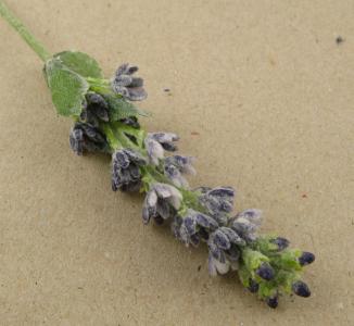 Lavanda